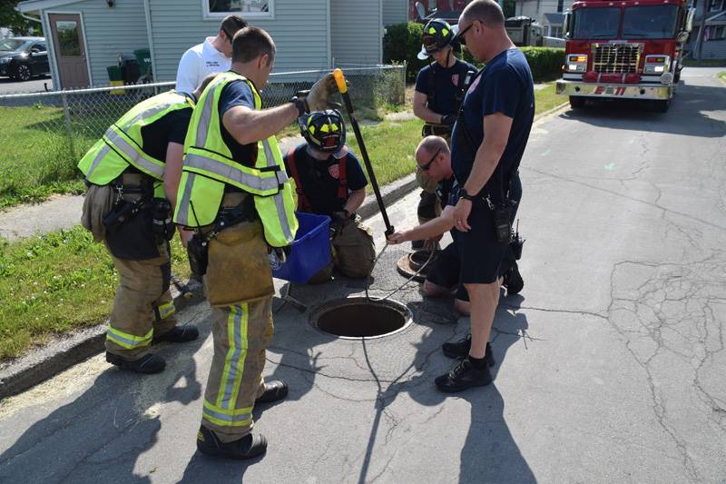 ducklings rescued