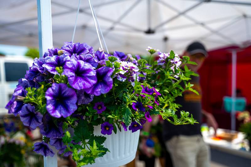 opening downtown batavia farmers market